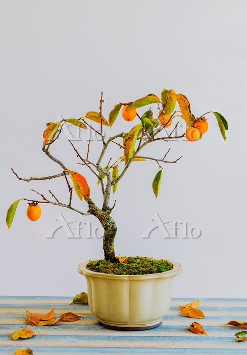 盆栽 山柿の実と葉 [29654503]の写真素材 - アフロ