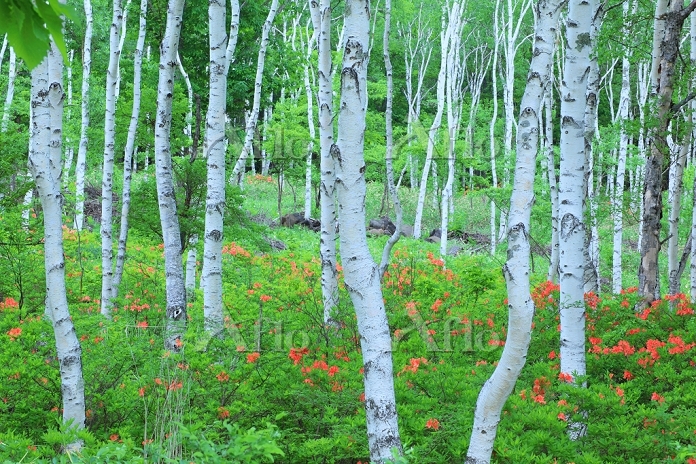 長野県 八千穂高原 初夏の白樺林 [31538605]の写真素材 - アフロ
