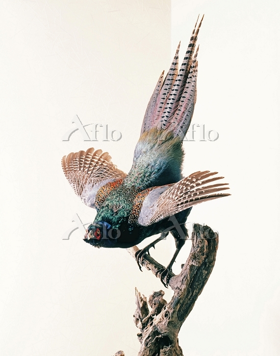 キジの剥製 [11851992]の写真素材 - アフロ