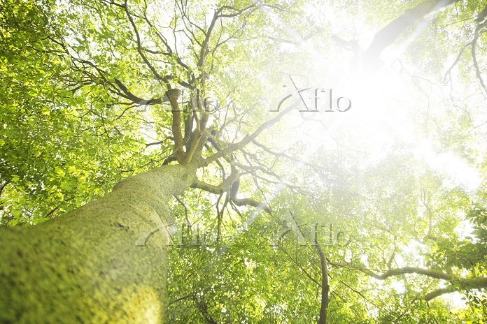 木漏れ日 [31816111]の写真素材 - アフロ