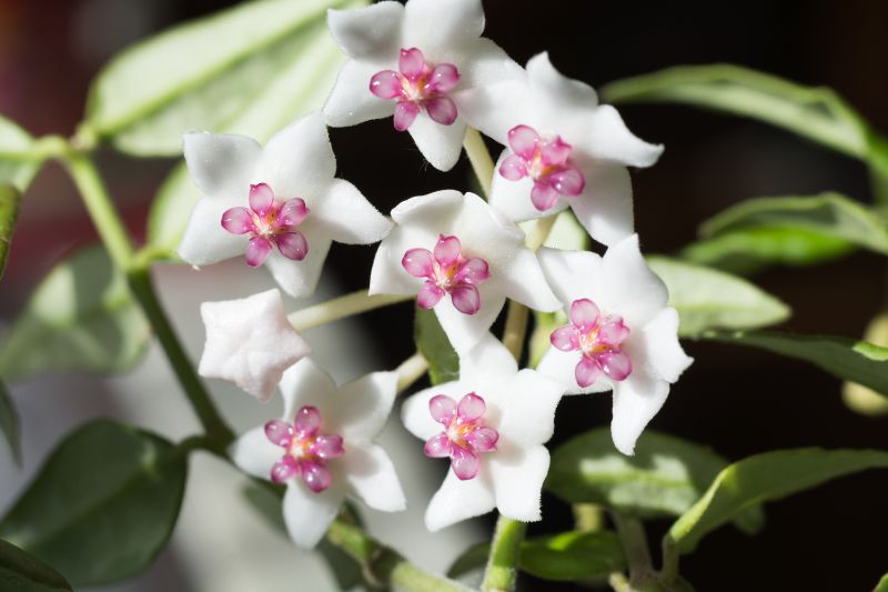 観葉植物サクララン(ホヤ)の人気種類18選｜育て方も詳しくご紹介