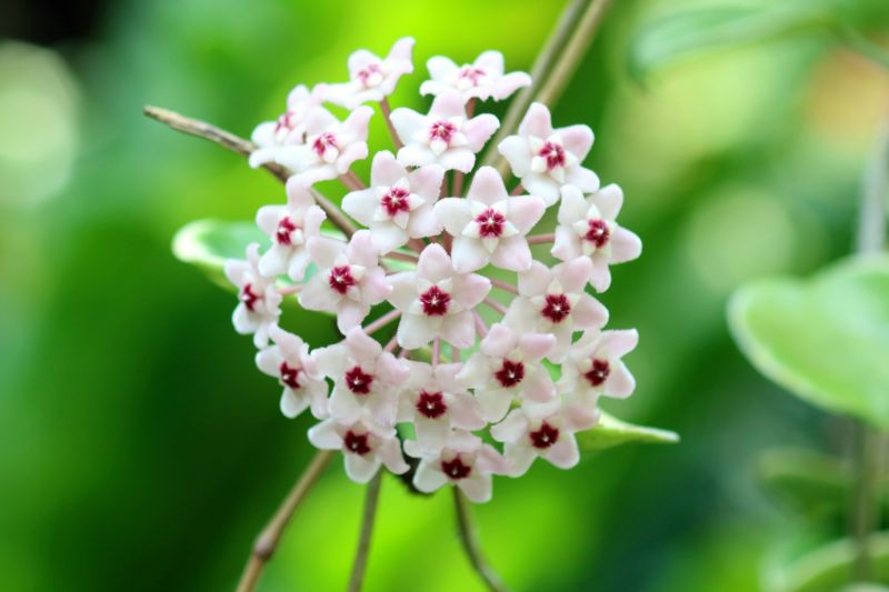 観葉植物サクララン(ホヤ)の人気種類18選｜育て方も詳しくご紹介