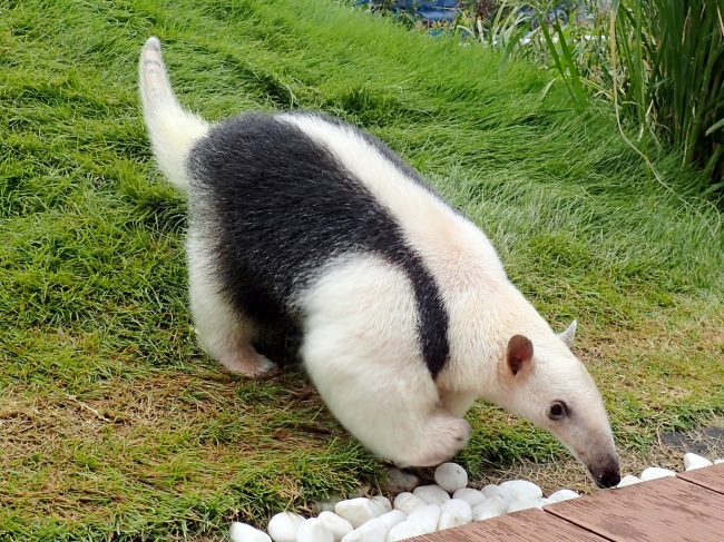 65歳以上の方は水族館入場料金約30％割引！期間限定イベントも開催