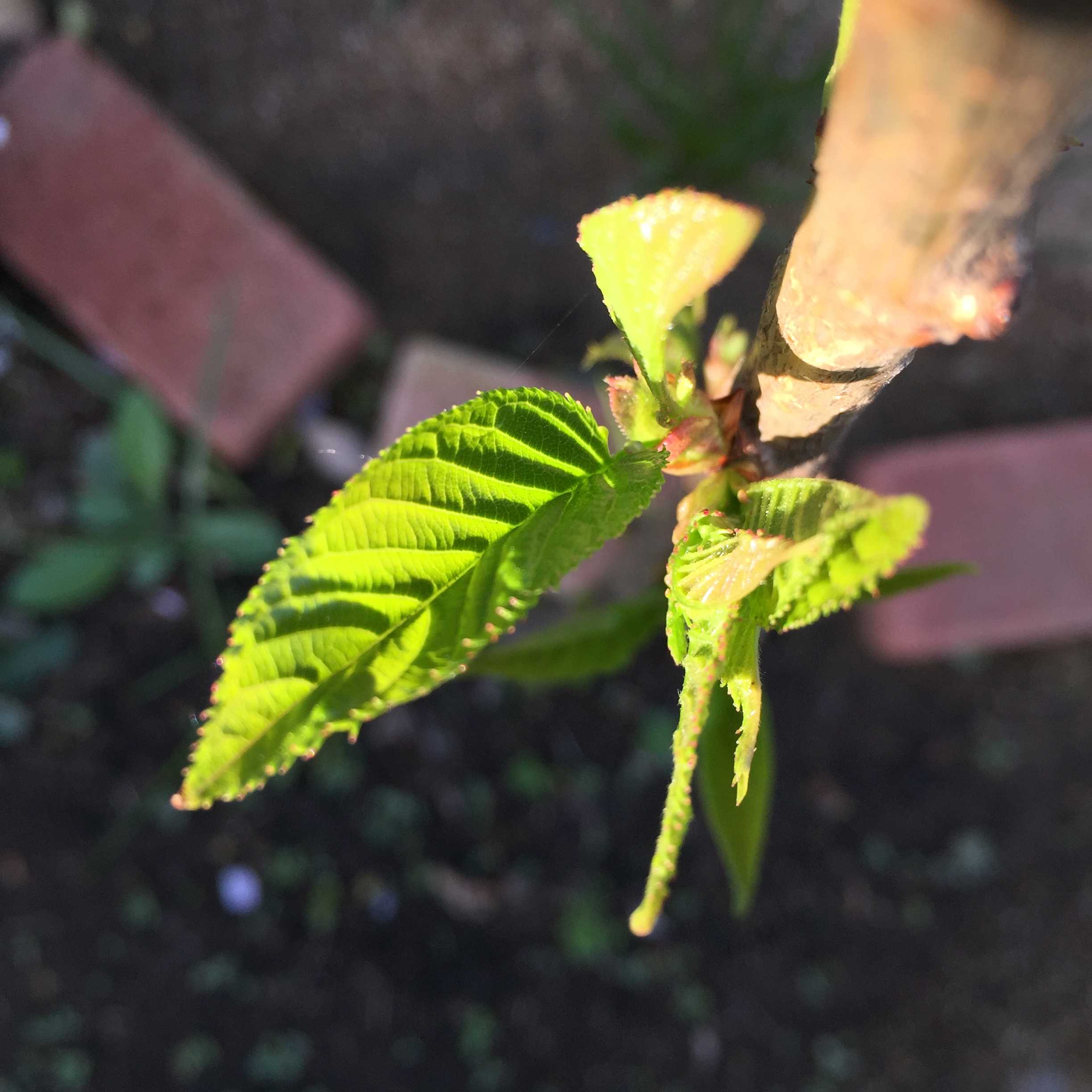 桜の生長 観察写真 - プリンセス雅（ミヤビ桜）の葉っぱが茂るまで