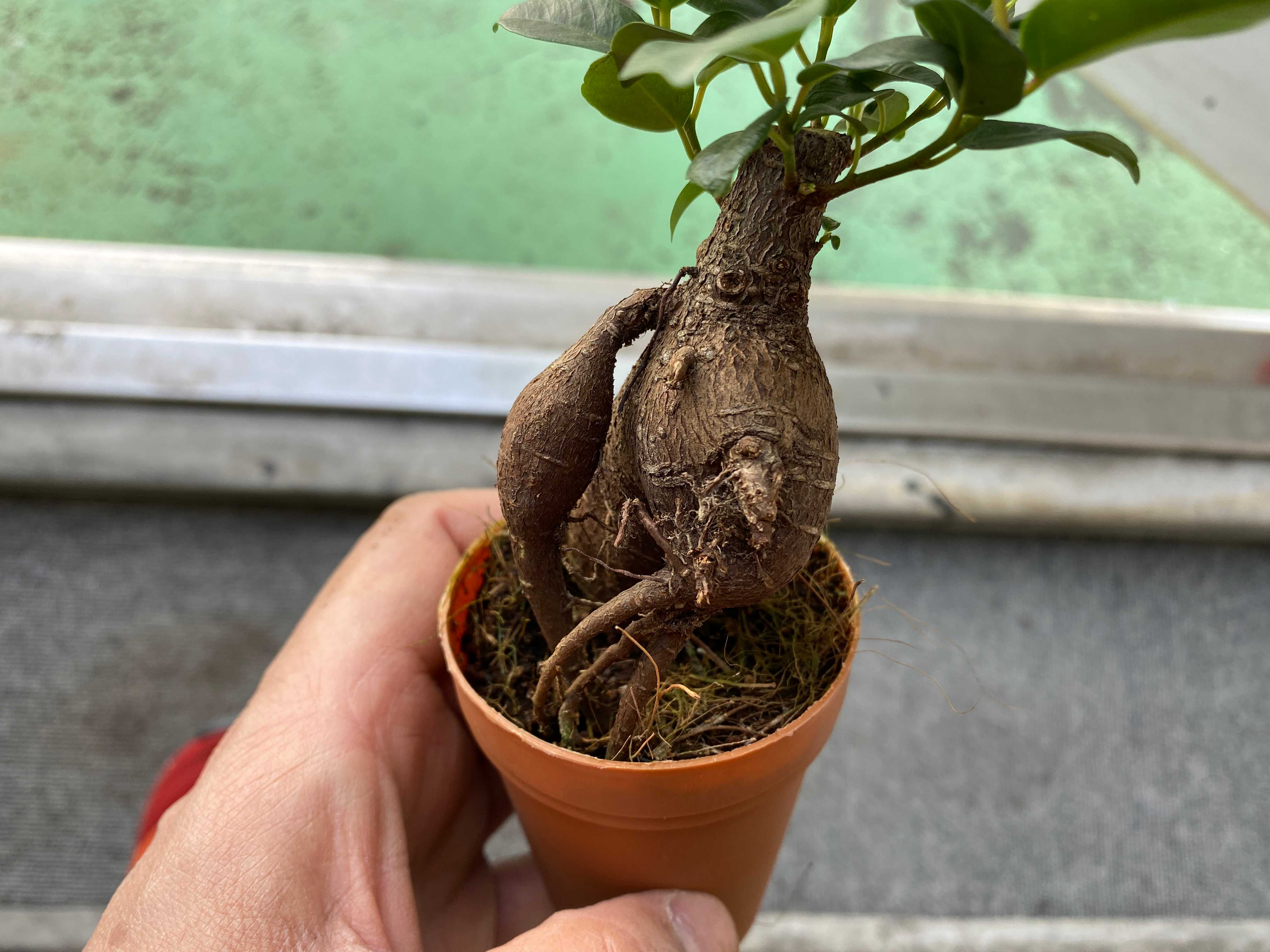 ガジュマルの木（フィカス・レツーサ）は精霊宿る多幸の木 ※沖縄では