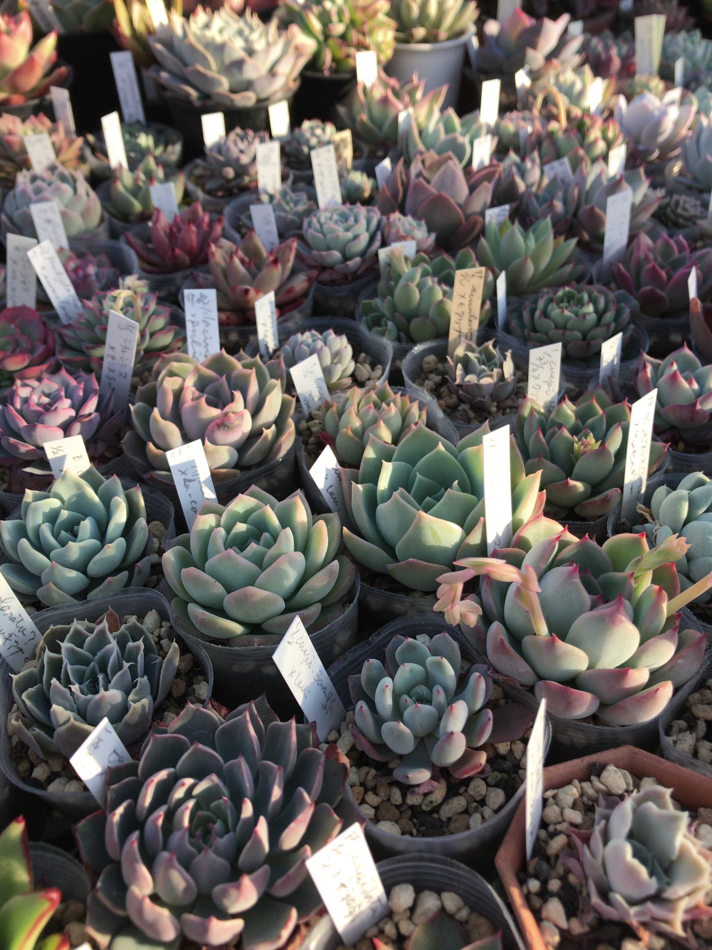 サボテン相談室からのビザールファーム① - 多肉植物とチョコレート♡