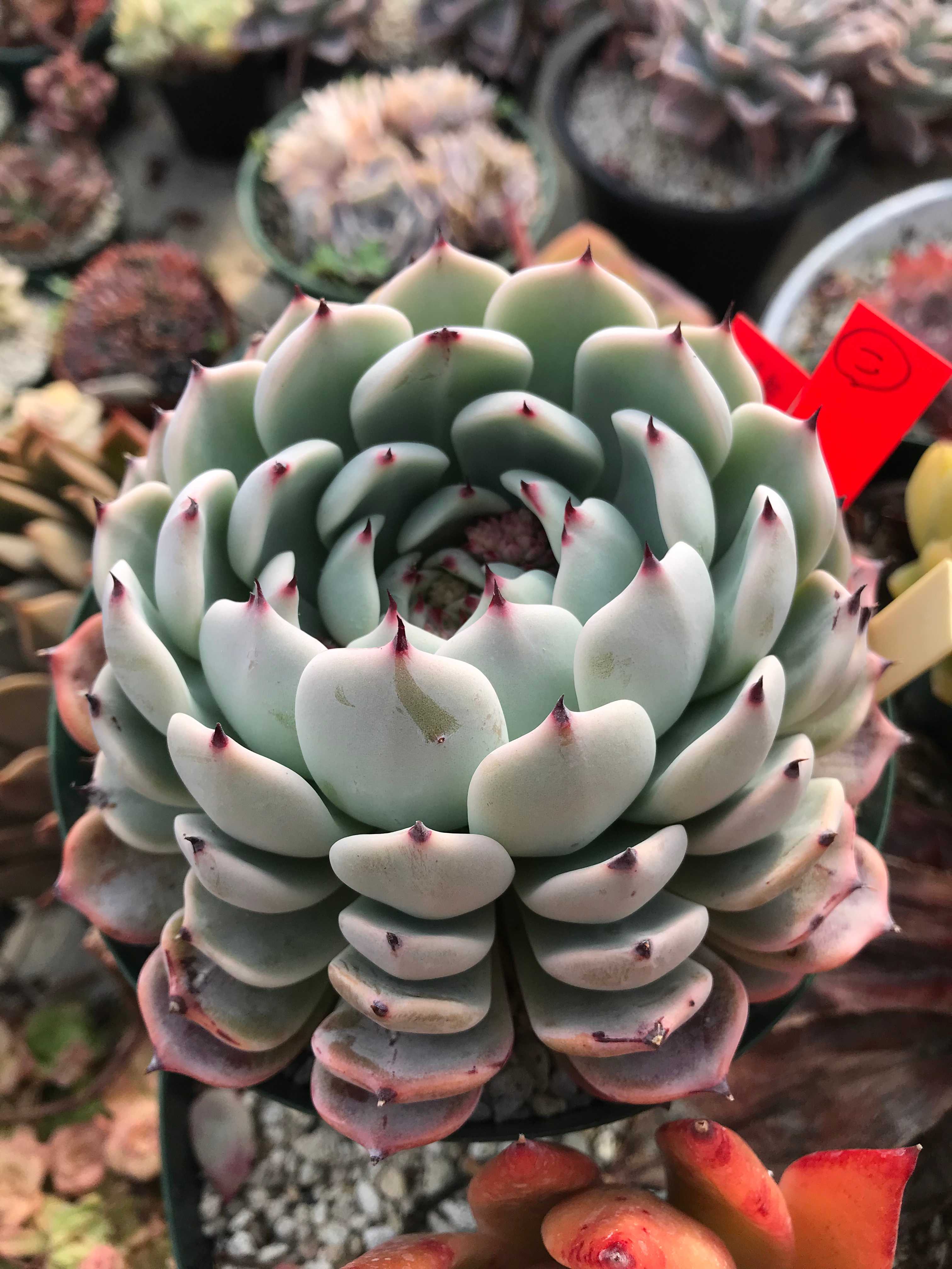 四国に行きたいな～♡我が家のおらいさん苗（ざわわ交配） - 多肉植物