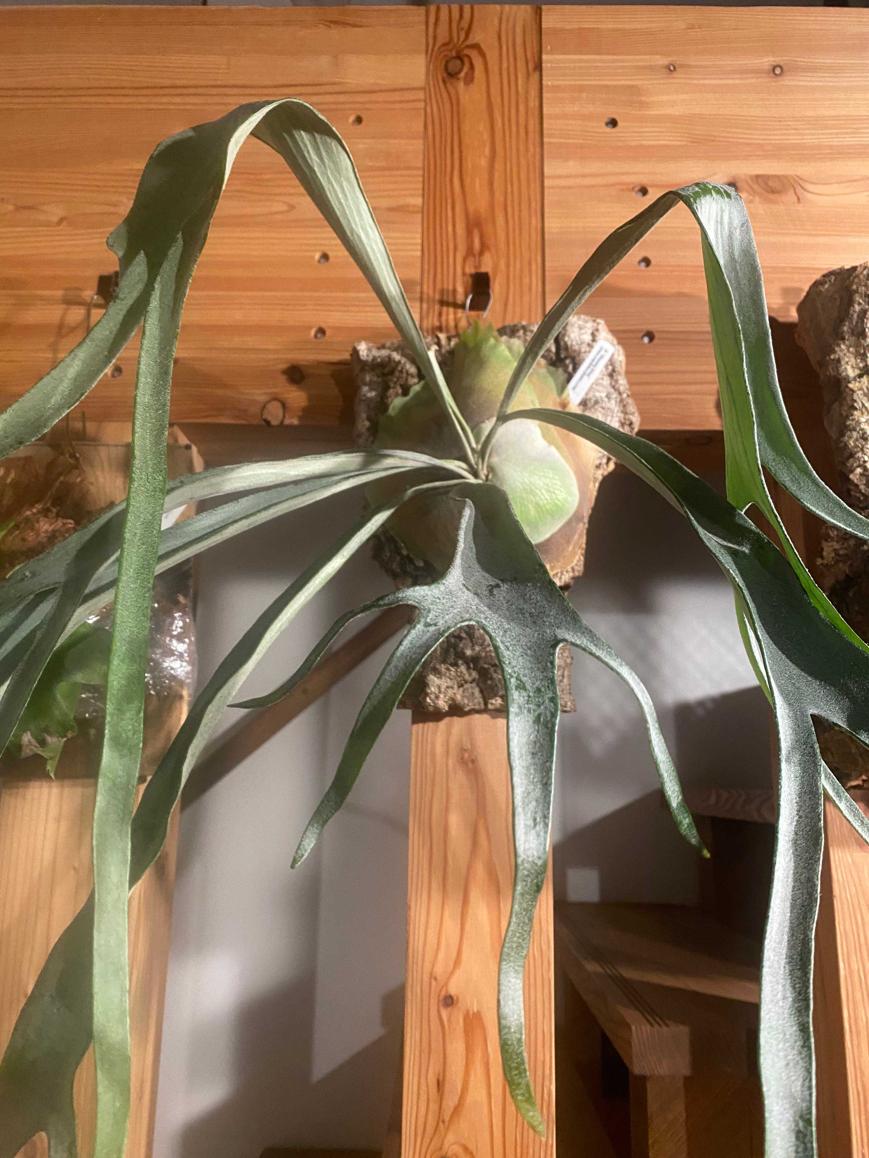 Platycerium Musang King - 釣れたら正解