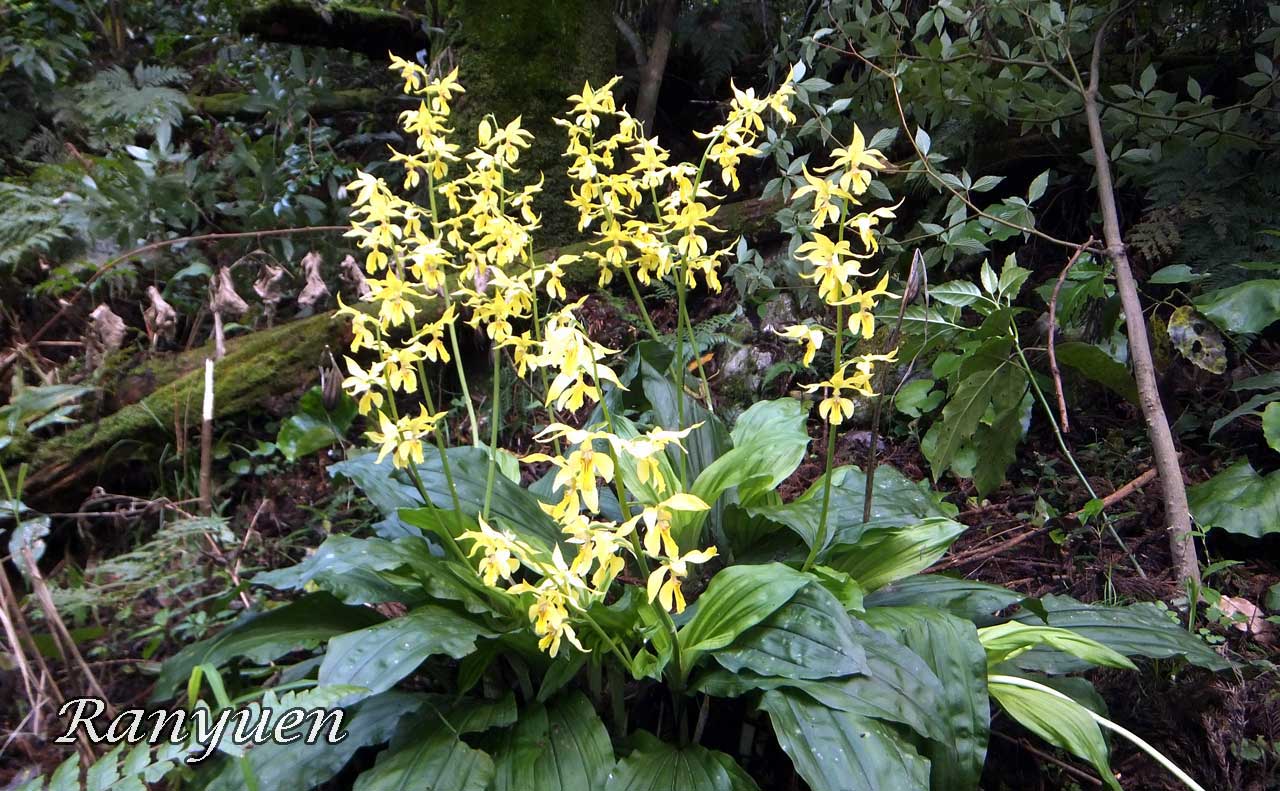 エビネの原種 （日本産） | 蘭裕園