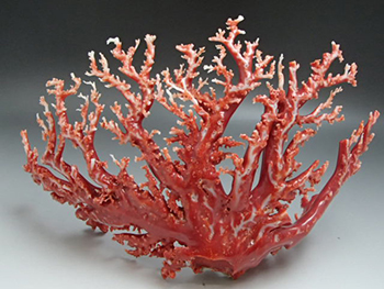 赤珊瑚の原木を超高額買取！ 原木の査定ポイントを5つ紹介します