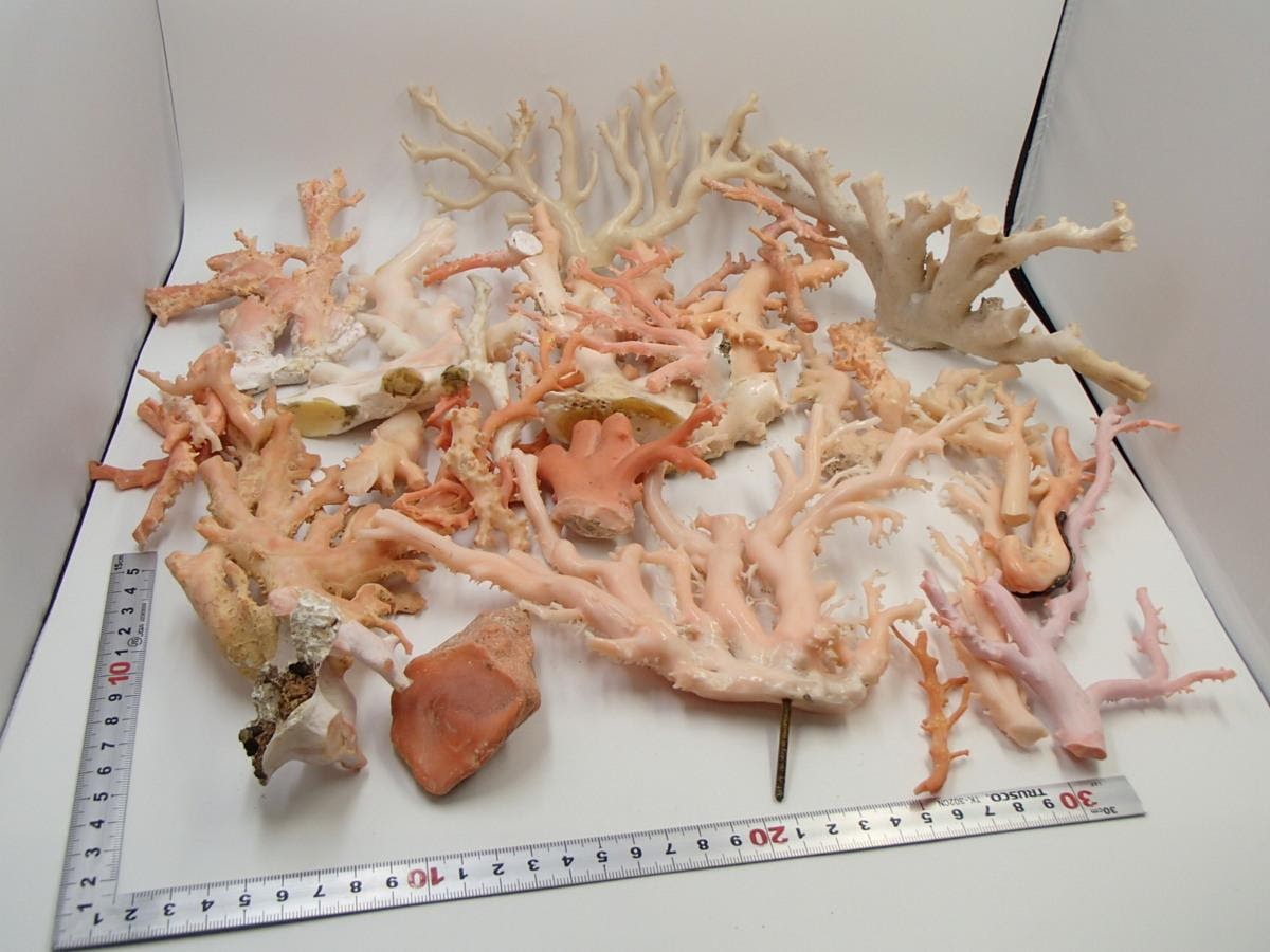 白珊瑚の原木を高額買取しました！ 愛知県のお客様 - 買取のラフテル