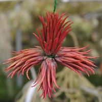 ラスト株　Tillandsia ionantha 'Apretado' RFI 現品】チランジア・イオナンタ・アプレタードRFI T. ionantha Apretado