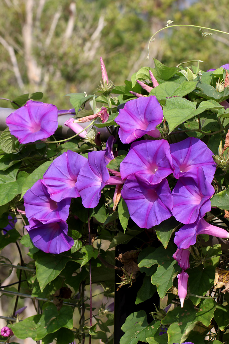 アサガオ(朝顔) - 歴史まとめ.net