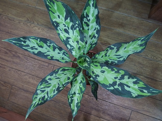 Roots”Web site(水草・水辺の植物・ジャングルの植物の販売・通販)