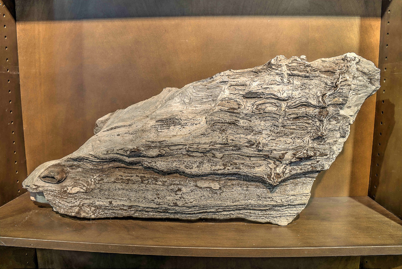 ケイガボク（珪化木） (Petrified Wood) - Rock Identifier