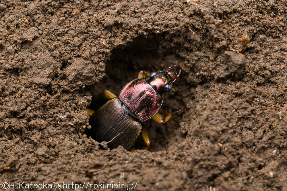 アトワアオゴミムシ