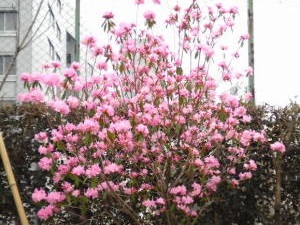 062-ツツジ'春一番' | 栃木県宇都宮市｜外構、造園工事はエクステリア