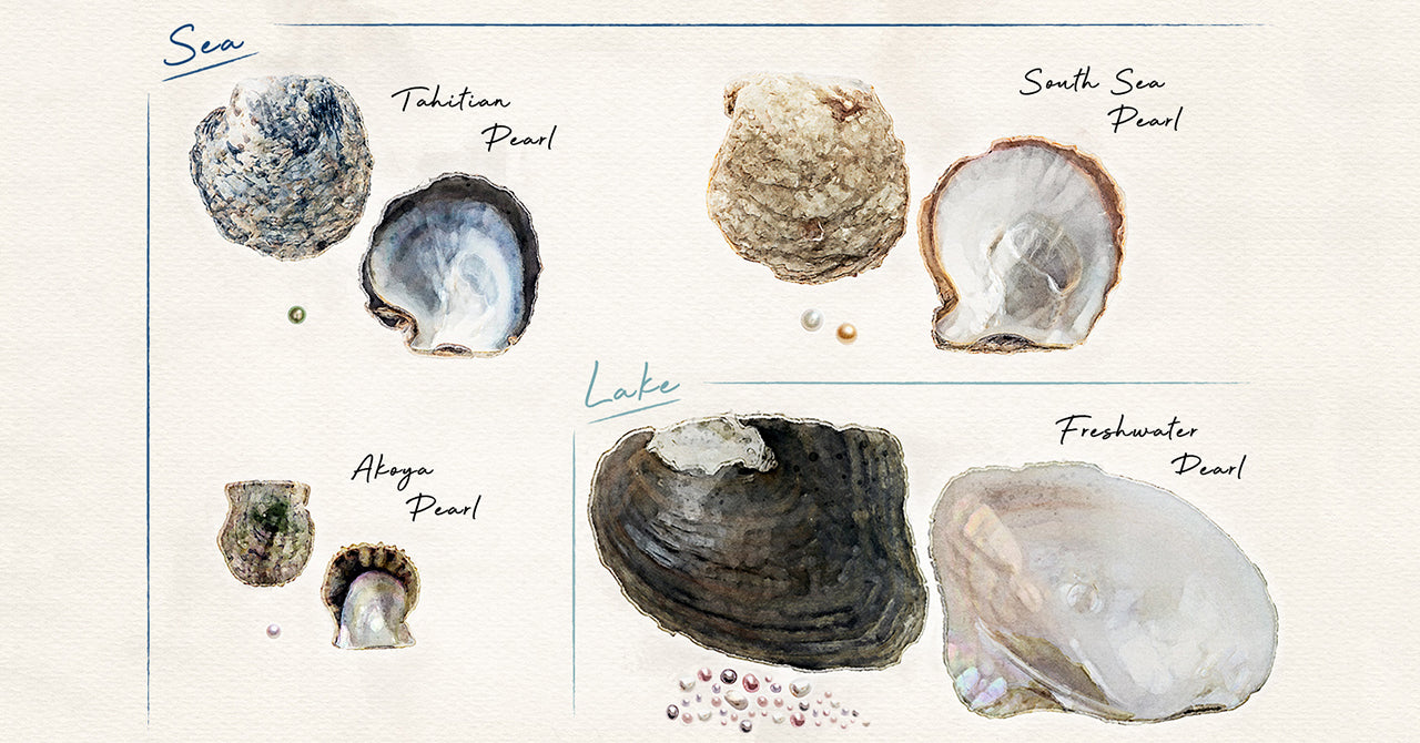 海水パールと淡水パールの価値が違うのはどうしてなのか