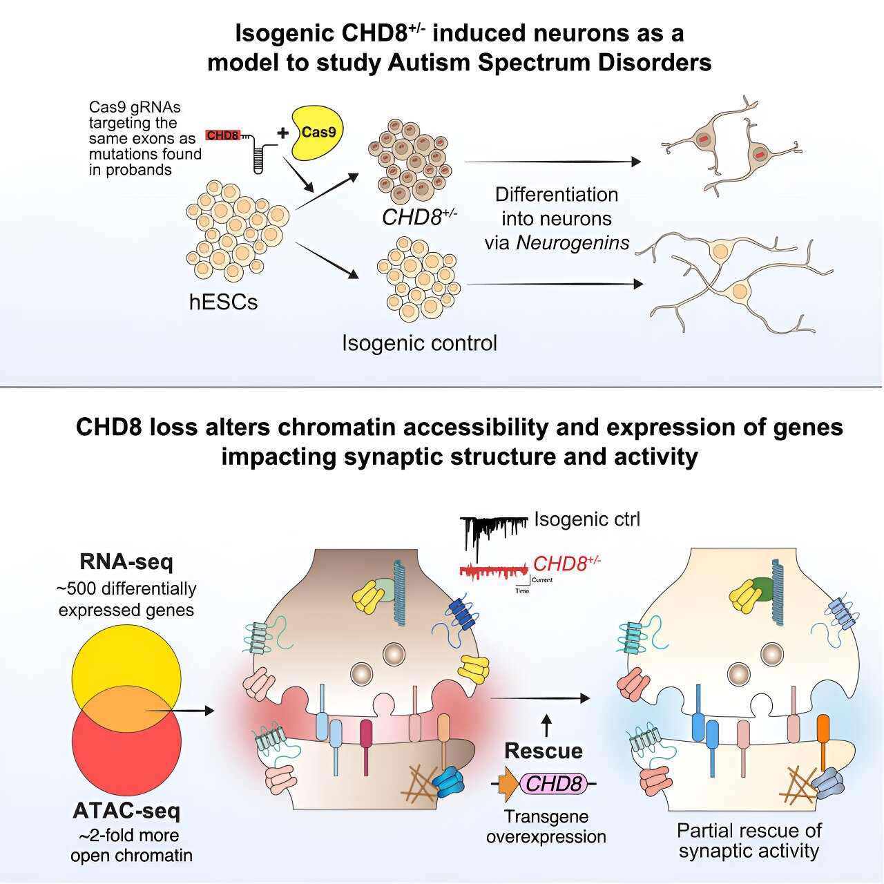 Precise gene editing in human stem cells and neurons reveals links