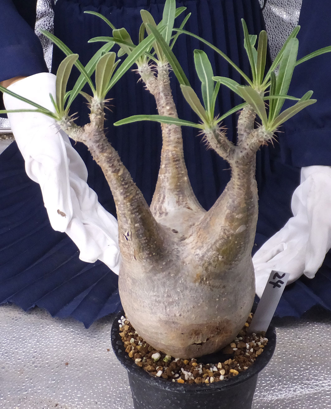 サボテンオークション日本