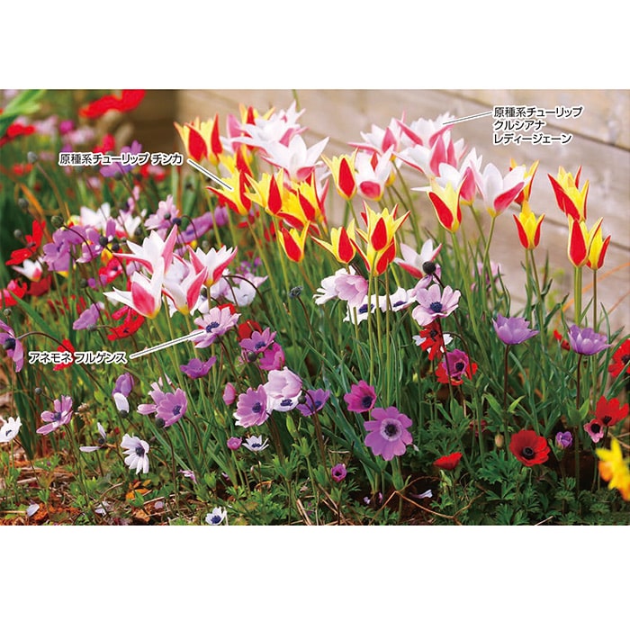 原種系チューリップ クルシアナ レディージェーン｜種（タネ）,球根,苗