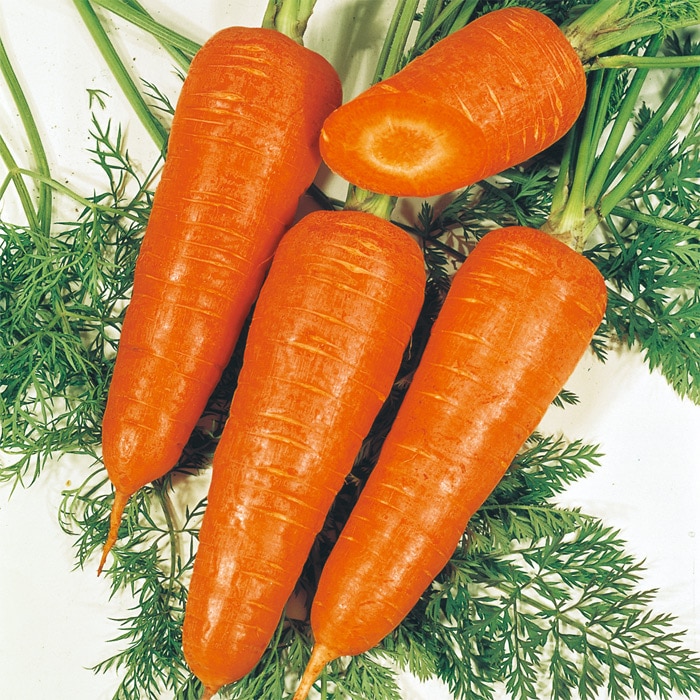 ニンジン 時なし五寸｜種（タネ）,球根,苗,資材,ガーデニンググッズの