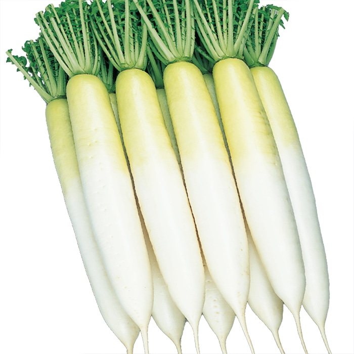 ダイコン 冬みね2号｜種（タネ）,球根,苗,資材,ガーデニンググッズの
