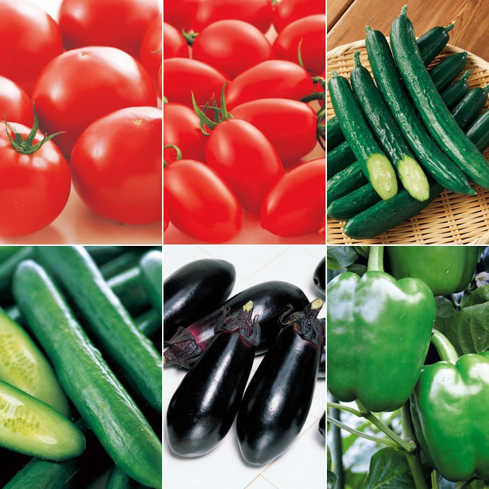 人気の接木苗 6種セット 接木苗｜種（タネ）,球根,苗,資材