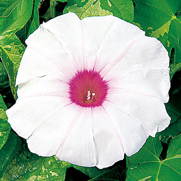 アサガオ 暁の光｜種（タネ）,球根,苗,資材,ガーデニンググッズの通販