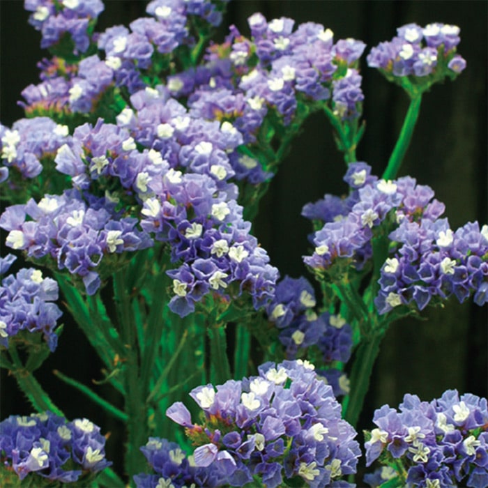 スターチス エリオット スカイブルー｜種（タネ）,球根,苗,資材