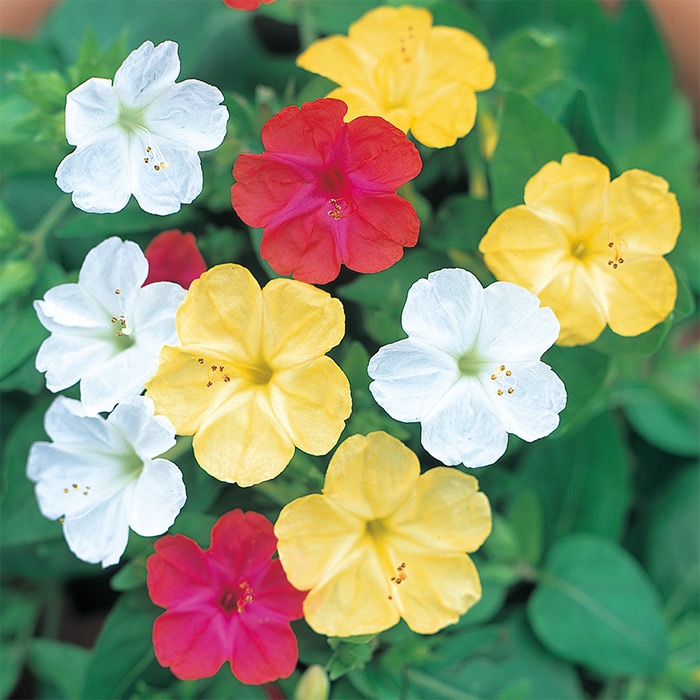 おしろい花 混合｜種（タネ）,球根,苗,資材,ガーデニンググッズの通販