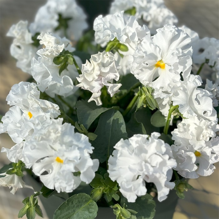 パンジー プチトリアノン ウェディングドレス 見計らいミックス｜種