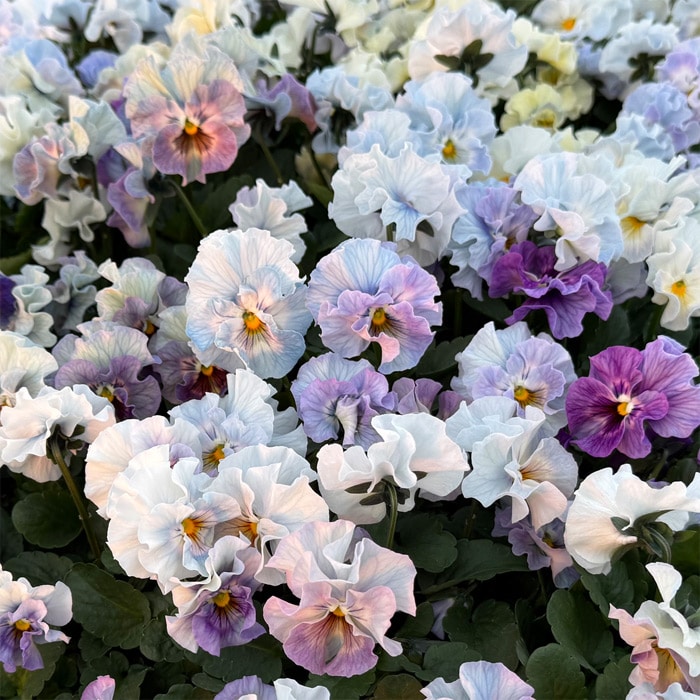 パンジー シエルブリエ ブルー系 見計らいミックス｜種（タネ）,球根