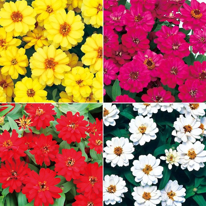 セルトップ(R)苗 6月お届け ジニア（百日草） プロフュージョン