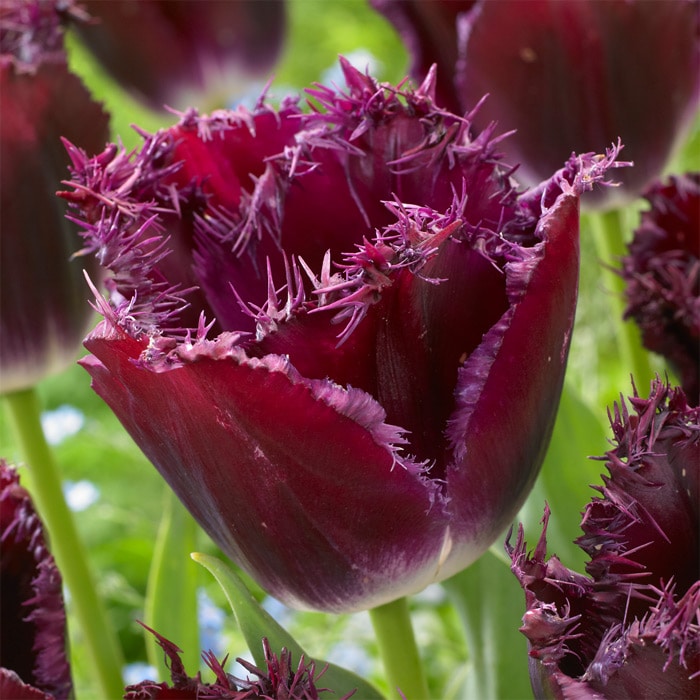 チューリップ フリンジ咲き パープルクリスタル｜種（タネ）,球根,苗