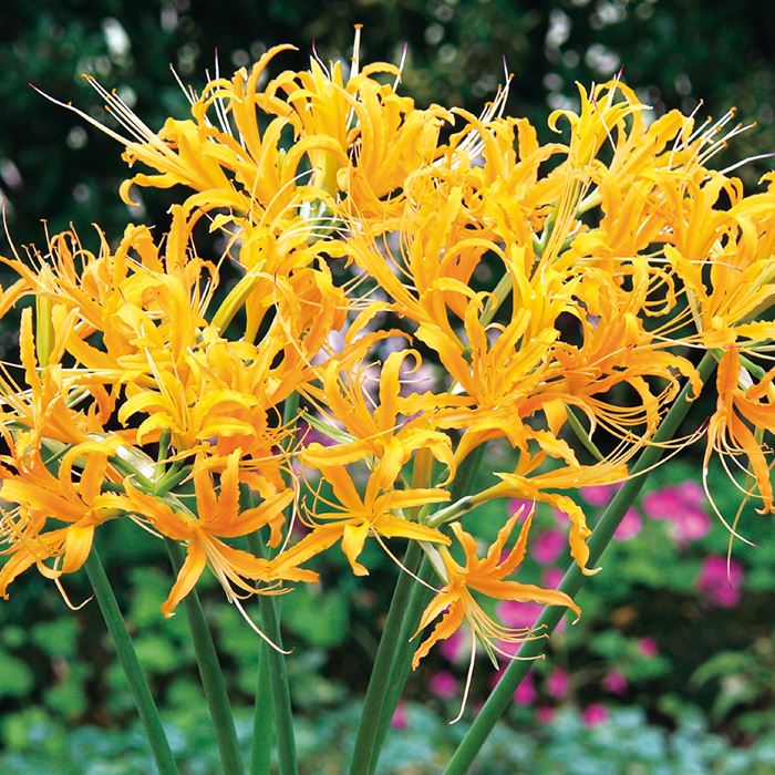 リコリス オーレア｜種（タネ）,球根,苗,資材,ガーデニンググッズの