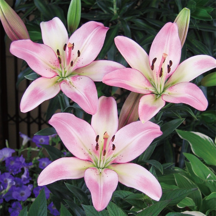 スカシユリ クープレット｜種（タネ）,球根,苗,資材,ガーデニング