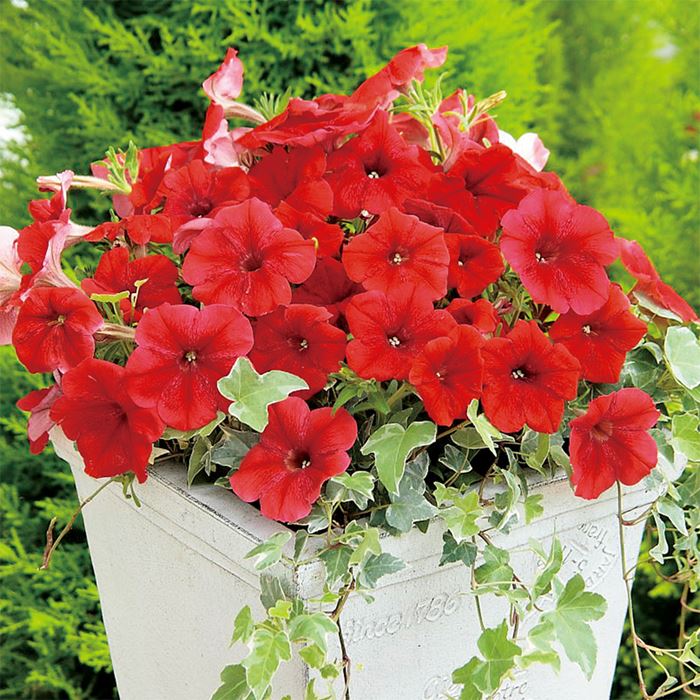 ペチュニア エコチュニア(R) レッド｜種（タネ）,球根,苗,資材