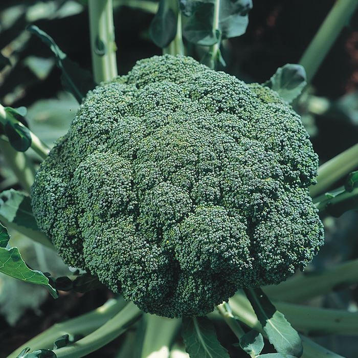 ブロッコリー グランドーム｜種（タネ）,球根,苗,資材,ガーデニング