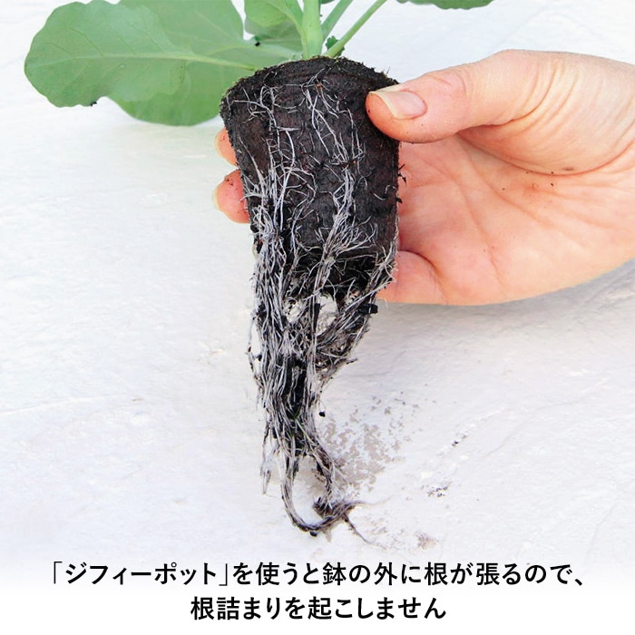 ジフィーポット（そのまま植えられるエコポット）｜種（タネ）,球根,苗