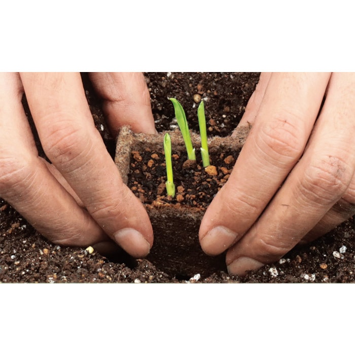 ジフィーストリップ（そのまま植えられる連結エコポット）｜種（タネ