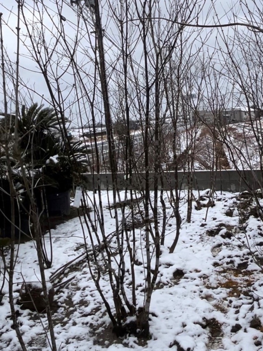 山採りアオダモ オリーブ！ | 坂上美建 by モミの木