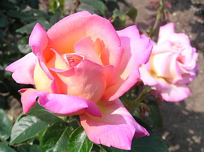 薔薇／仙台市農業園芸センター その6 黄とピンク混色系