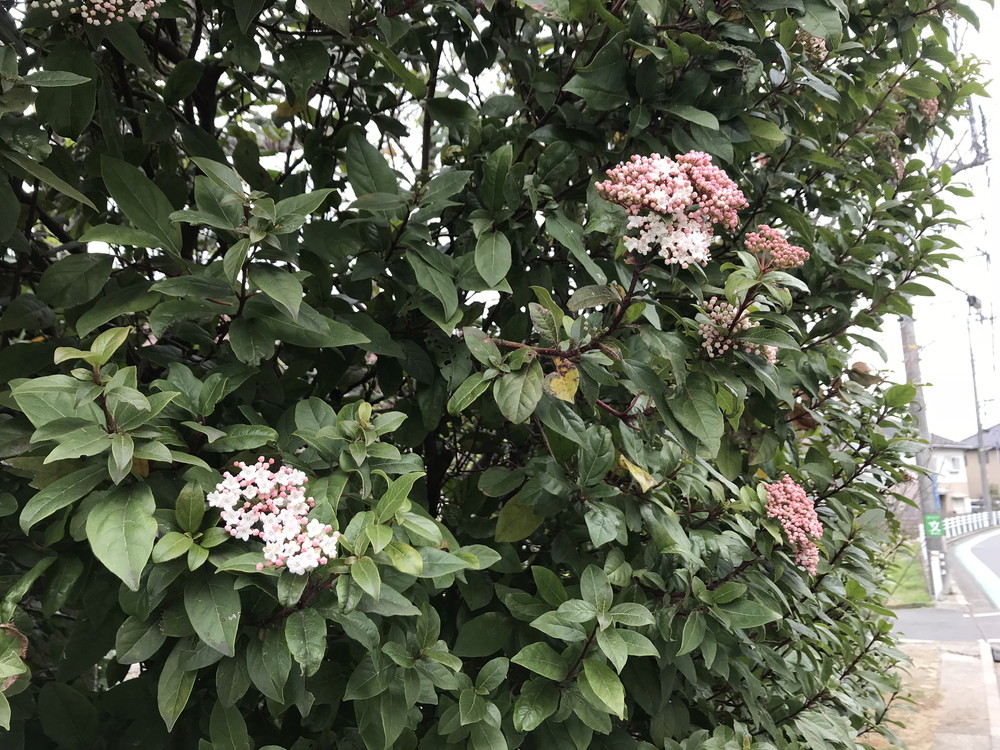 ビバーナム ティヌスの特徴・実用例・通販 – Seeding