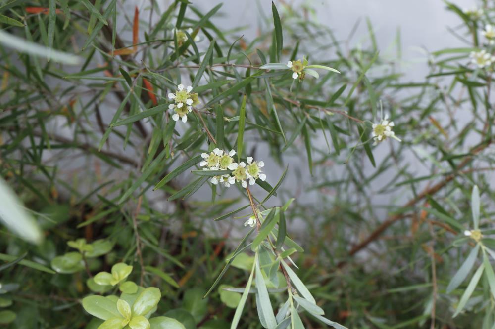 シルバーティーツリーの特徴・実用例・通販 – Seeding