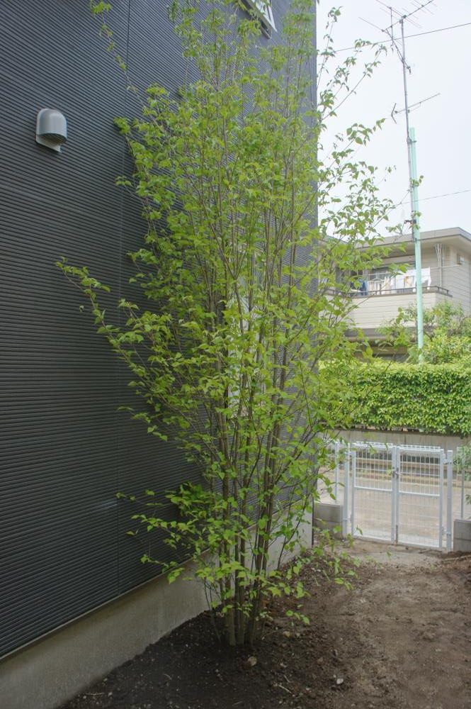 ヤマボウシの特徴・実用例 – Seeding