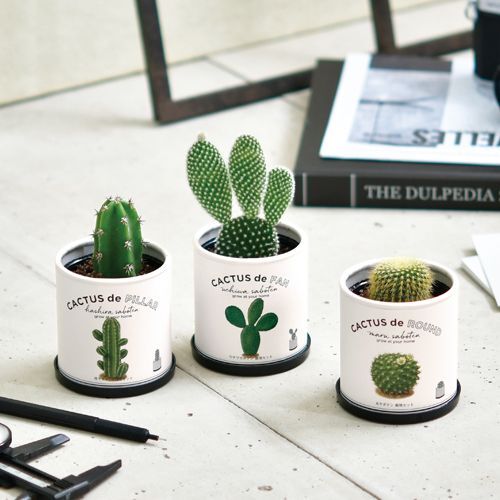 サボテンを種から育てる｜CACTUS de CACTUS カクタスでカクタス