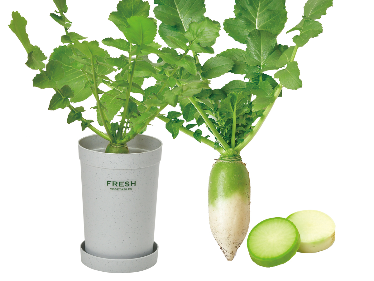 カラフルミニ大根 - 聖新陶芸株式会社｜栽培キットの企画・製造・販売