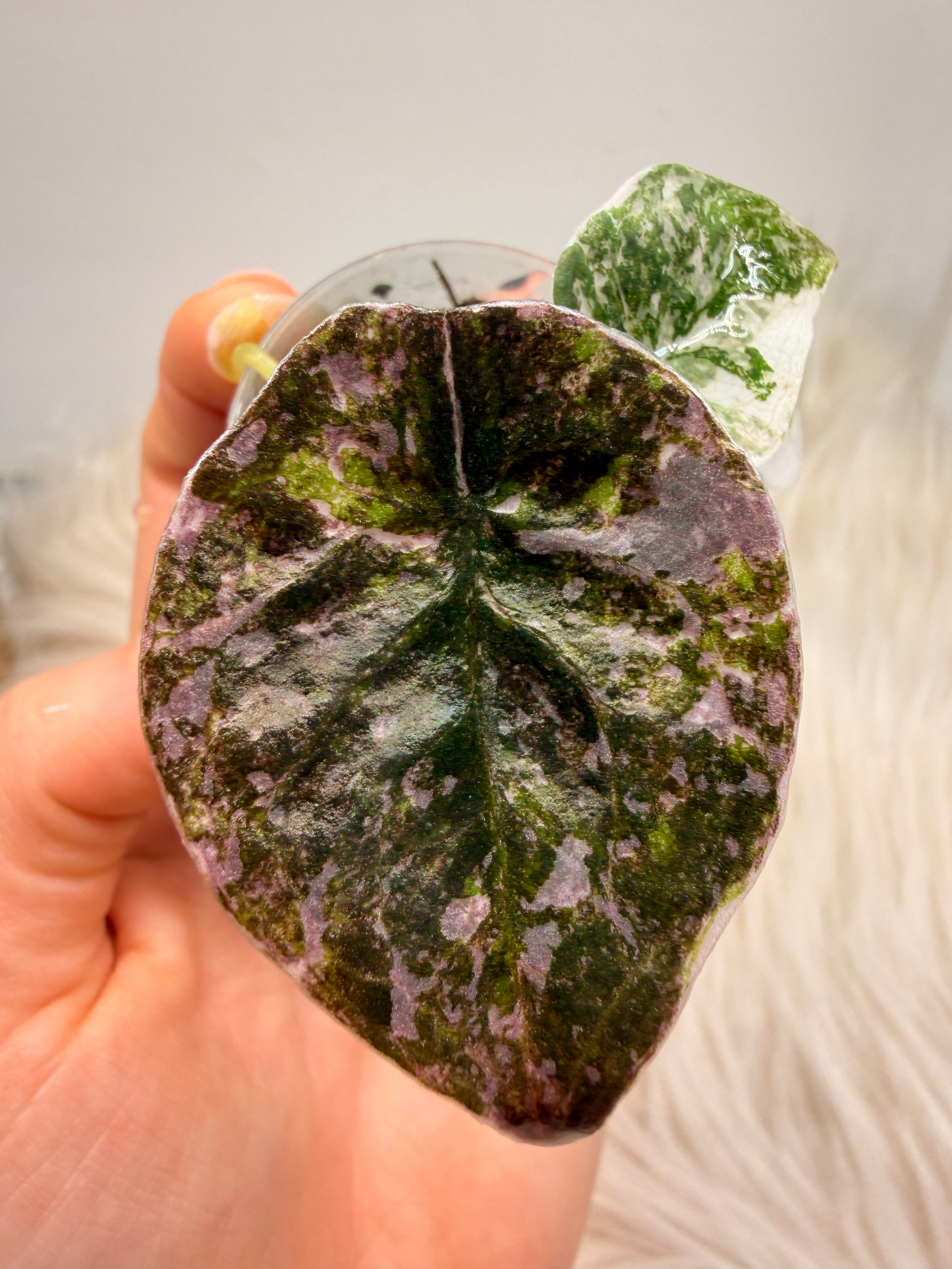 Variegated Alocasia Cuprea Pink Variegata | Rare Alocasia