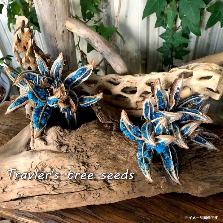 希少！沖縄県宮古島産 旅人の木の種(タネ) No.4 - SCIENCE FACTORY ltd.